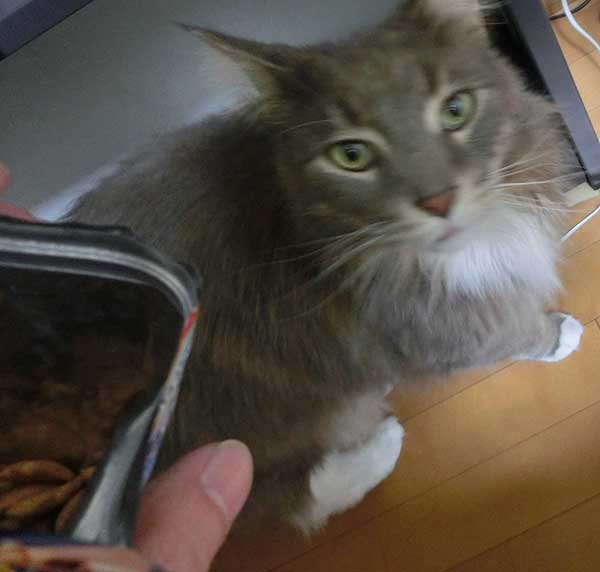 ハッピークランチ