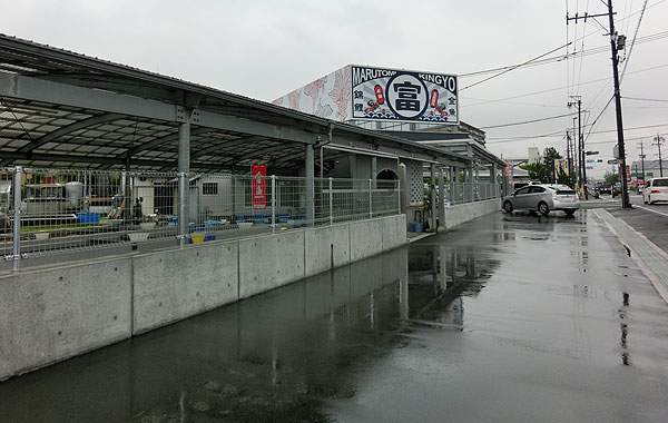 まるとみ金魚 まるとみ金魚