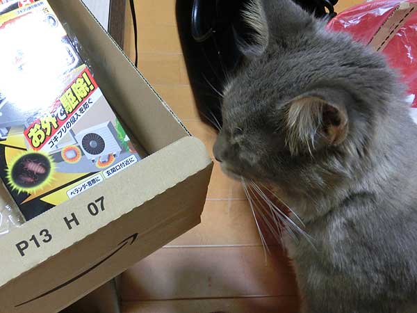 メインクーン