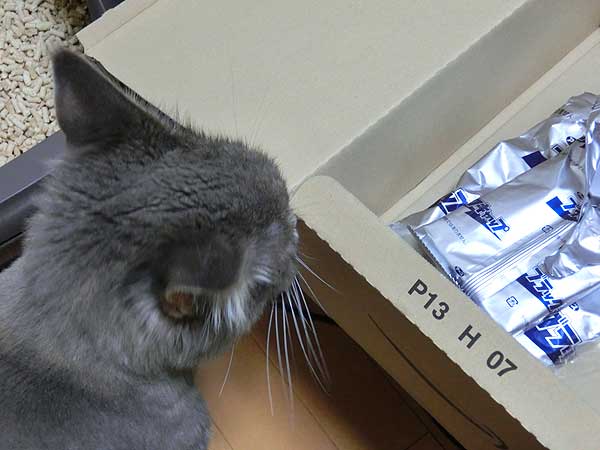 ブラックキャップとメインクーン